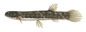 Salamanderfish,Lepidogalaxias salamandroides,High quality illustration by Roger Swainston