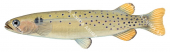 Side view of the Trout Galaxias-2,Galaxias truttaceous.Scientific fish illustration by Roger Swainston