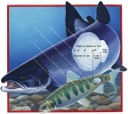 Scale of young to adult Atlantic Salmon,Salmo salar.High quality freshwater fish illustration by R.Swainston