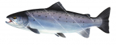 Swimming Atlantic Salmon,Salmo salar.High quality freshwater fish illustration by R.Swainston