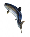 Jumping Atlantic Salmon/Saumon,Salmo salar.High quality freshwater fish illustration by R.Swainston