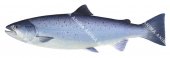 Side view of the Atlantic Salmon,Salmo salar.High quality freshwater fish illustration by R.Swainston