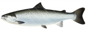 Side view of the Atlantic Salmon-4,Salmo salar.High quality freshwater fish illustration by R.Swainston