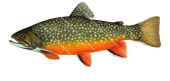 Side view of the Brook Trout/Omble de fontaine,Salvelinus fontinalis|High quality image freshwater fish by R.Swainston