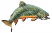 Jumping Brook Trout/Omble de fontaine,Salvelinus fontinalis| High quality freshwater fish image by R.Swainston