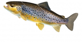 Swimming Brown Trout/Truite Fario,Salmo trutta|High quality freshwater fish image by R.Swainston