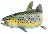 Swimming Brown Trout-3/Truite Fario,Salmo trutta|High quality freshwater fish image by R.Swainston