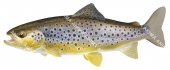 Swimming Brown Trout-5/Truite Fario,Salmo trutta|High quality freshwater fish image by R.Swainston
