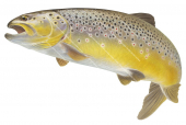 Jumping Brown Trout/Truite Fario,Salmo trutta|High quality freshwater fish image by R.Swainston
