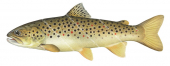 Side view of the Brown Trout/Truite Fario,Salmo trutta|High quality freshwater fish image by R.Swainston