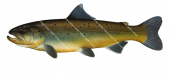 Side view of the Brown Trout-6/Truite Fario Corsica,Salmo trutta|High quality freshwater fish image by R.Swainston