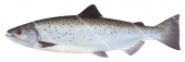 Chinook Salmon,Oncorhynchus tshawytscha,High quality illustration by Roger Swainston