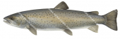 Danube Salmon/Huchon,Hucho hucho| High quality scientific illustration by Roger Swainston
