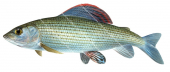 Swimming Grayling/Ombre commun,Thymallus thymallus |High quality freshwater fish image by R.Swainston
