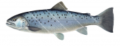 Side view of the Sea Trout/ Truite de mer,Salmo trutta marina | High quality scientific illustration by Roger Swainston