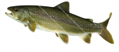 Swimming Lake Trout/Cristivomer,Salvelinus namaycush|High quality freshwater fish image by R.Swainston