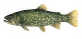 Side view of the Lake Trout/Cristivomer,Salvelinus namaycush|High quality freshwater fish image by R.Swainston