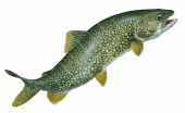 jumping Lake Trout/Cristivomer,Salvelinus namaycush|High quality freshwater fish image by R.Swainston