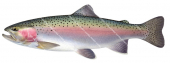 Side view of the Rainbow Trout/Truite ArcEnCiel,Oncorhynchus mykiss|High quality freshwater fish image by R.Swainston