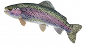 Swimming Rainbow Trout/Truite ArcEnCiel,,Oncorhynchus mykiss|High quality freshwater fish image by R.Swainston