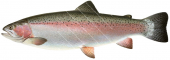Side view of the ocean Rainbow Trout/Truite ArcEnCiel,Onchorhynchus mykiss,High quality illustration by Roger Swainston