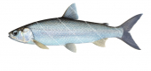 Lake Whitefish/Coregone-2,Coregonus sp.|High quality freshwater fish image by R.Swainston