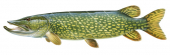 Side view of the Pike/Brochet,Esox lucius| Marine Images by Roger Anthony Swainston | Anima
