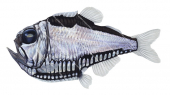 Giant Hatchetfish,Argyropelecus gigas.Scientific fish illustration by Roger Swainston