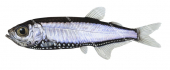 Pennant Pearlside,Maurolicus australis.Scientific fish illustration by Roger Swainston