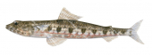 Banded Lizardfish,Synodus dermatogenys,High quality illustration by Roger Swainston