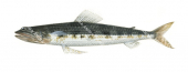 Blackshoulder Lizardfish,Synodus hoshinonis,High quality illustration by Roger Swainston 