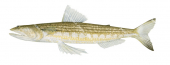 Fishnet Lizardfish,Synodus sageneus,High quality illustration by Roger Swainston