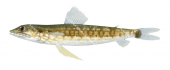 Tailspot Lizardfish2,Synodus jaculum,High quality illustration by Roger Swainston
