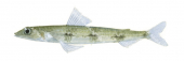 Triplecross Lizardfish,Synodus macrops,High quality illustration by Roger Swainston