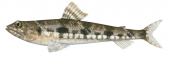 Variegated Lizardfish,Synodus variegatus,High quality illustration by Roger Swainston