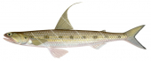 Threadfin Saury, Saurida filamentosa.Scientific fish illustration by Roger Swainston