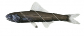 Southern Blacktip Lanternfish,Gymnoscopelus piabilis,High quality illustration by Roger Swainston