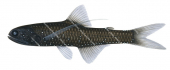 Austral Lanternfish,Lampanyctus australis,High quality illustration by Roger Swainston