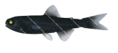 Mirror Lanternfish,Lampadena speculigera,High quality illustration by Roger Swainston