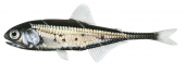 Barnes Lanternfish,Gonichthys barnesi,High quality illustration by Roger Swainston