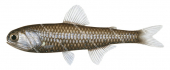 Dana Lanternfish,Diaphus danae,High quality illustration by Roger Swainston