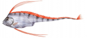 Juvenile Scalloped Ribbonfish,Zu cristatus,High quality illustration by Roger Swainston.