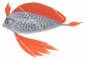 Juvenile Spotted Ribbonfish, Desdemona polystictum.Scientific fish illustration by Roger Swainston