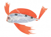 Juvenile Southern Ribbonfish,Trachipterus jacksonensis.Scientific fish illustration by Roger Sw