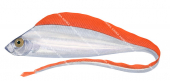 Spotted Ribbonfish,Desmodema polystictum.High quality scientific illustration by Roger Swainston