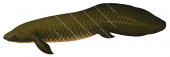 Australian Lungfish,Neoceratodus forsteri,High quality illustration by Roger Swainston