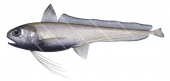 Eucla Cod,Euclichthys polynemus,High quality illustration by Roger Swainston.