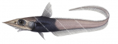 Kaiyomaru Whiptail,Coelorinchus kaiyomaru,High quality illustration by Roger Swainston