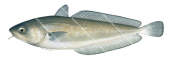 Red Cod-1,Pseudophycis bachus,High quality illustration by Roger Swainston