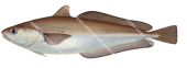 Red Cod,Pseudophycis bachus,High quality illustration by Roger Swainston
